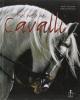 Nel paese dei cavalli