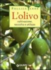 L' olivo. Coltivazione, raccolta e utilizzo L' olivo. Coltivazione, raccolta e utilizzo