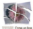 Come un fiore