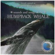 Sounds and songs of the humpback whale