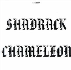 Shadrack chameleon