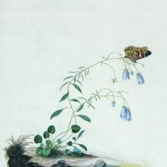 Encyclopedia botanica vol.1