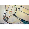 Egon Schiele - Amicizia 1913 - Poster vintage originale anno 1994