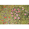 Gustav Klimt - Frutteto con rose 1911 - Poster vintage originale anno 1996