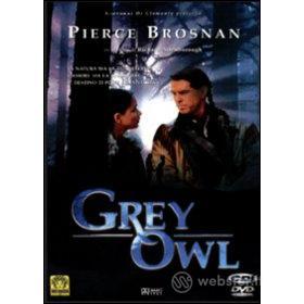 Grey Owl. Gufo Grigio