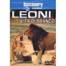 Leoni, vita di branco